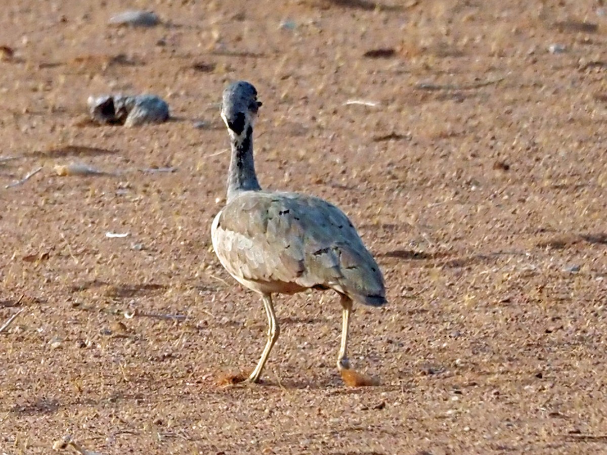 Rüppell's Bustard - ML477904681