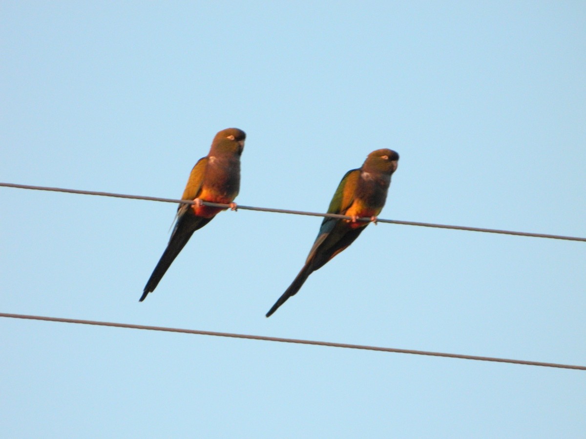 Burrowing Parakeet - Nícolas Figueiredo