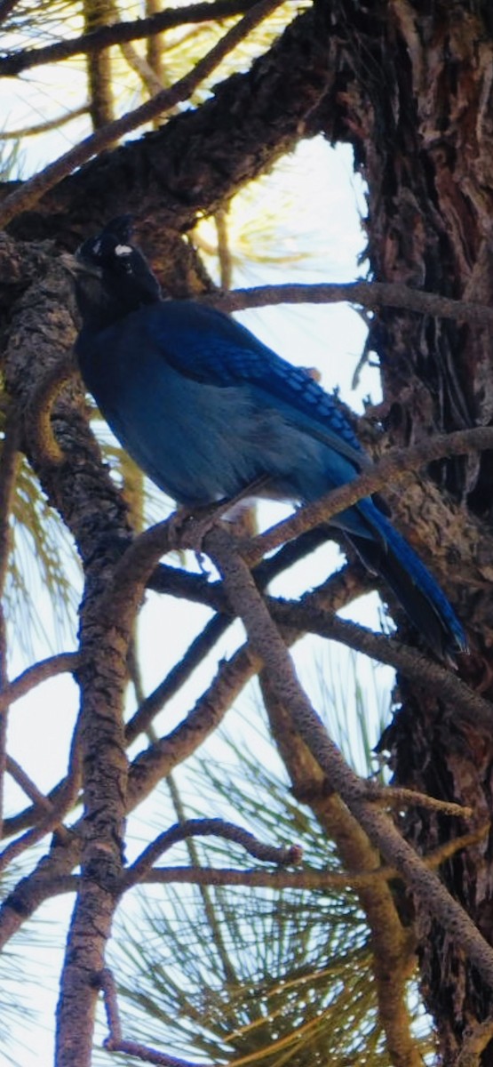 Steller's Jay - Jason Lenzi