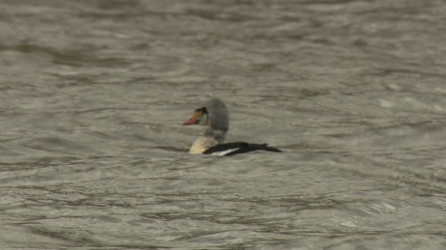 King Eider - ML477905