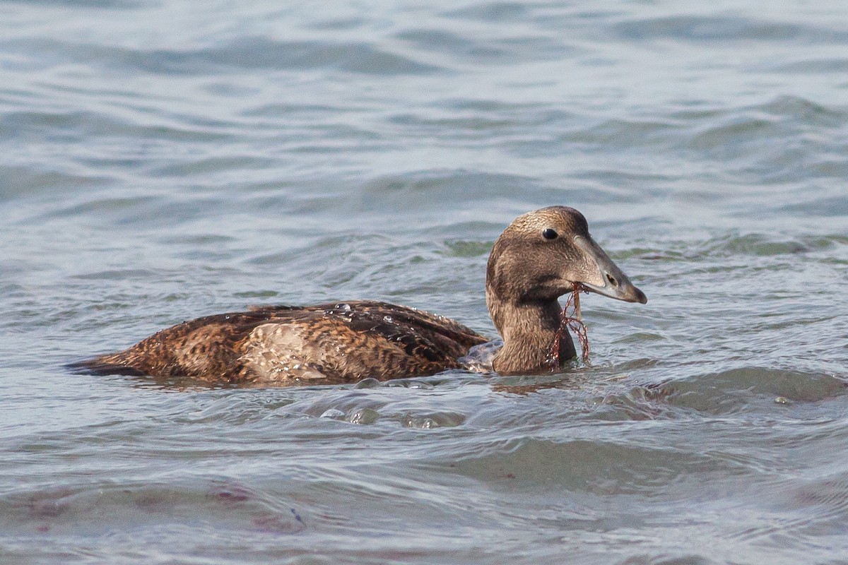 Common Eider - ML477905151