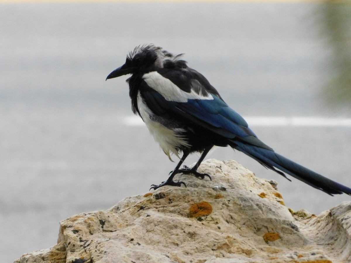 Black-billed Magpie - ML477905551