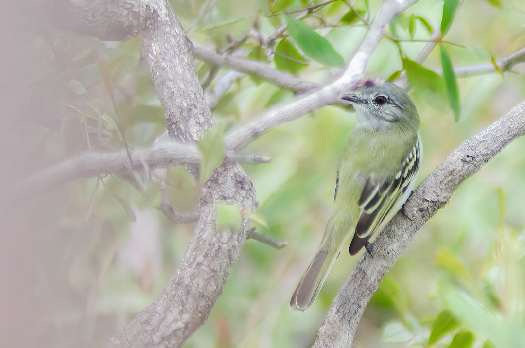 Gray-headed Elaenia - ML477905571