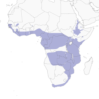 Distribution of the African Goshawk - Range Map