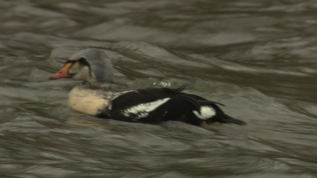 King Eider - ML477906