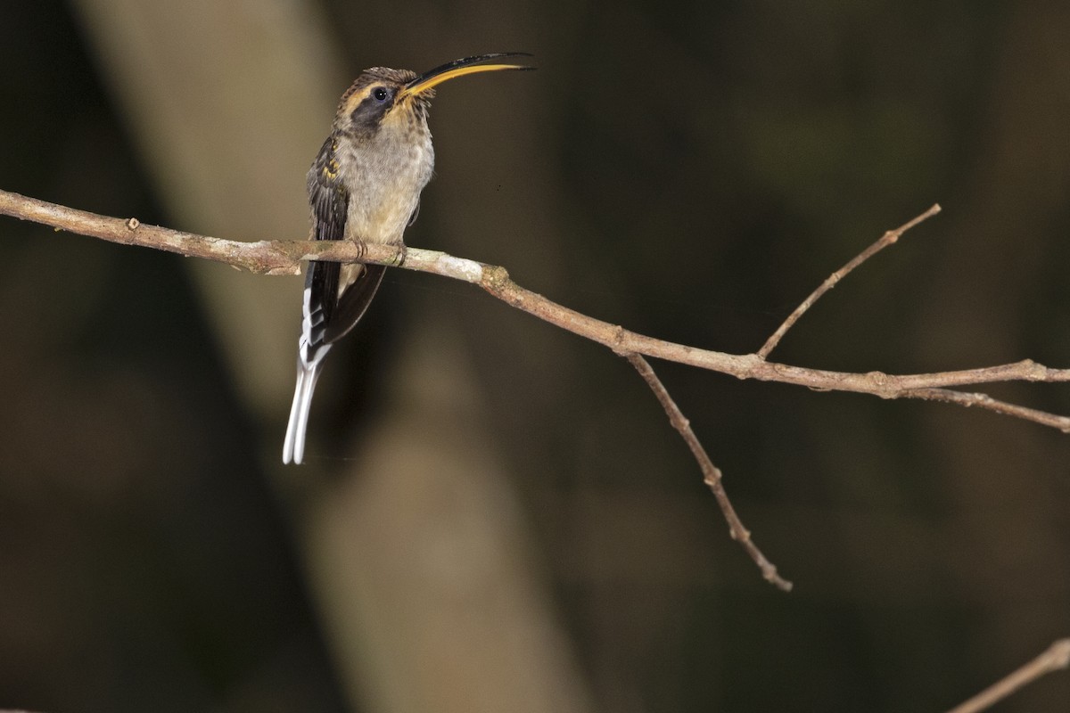 Scale-throated Hermit - ML477906491