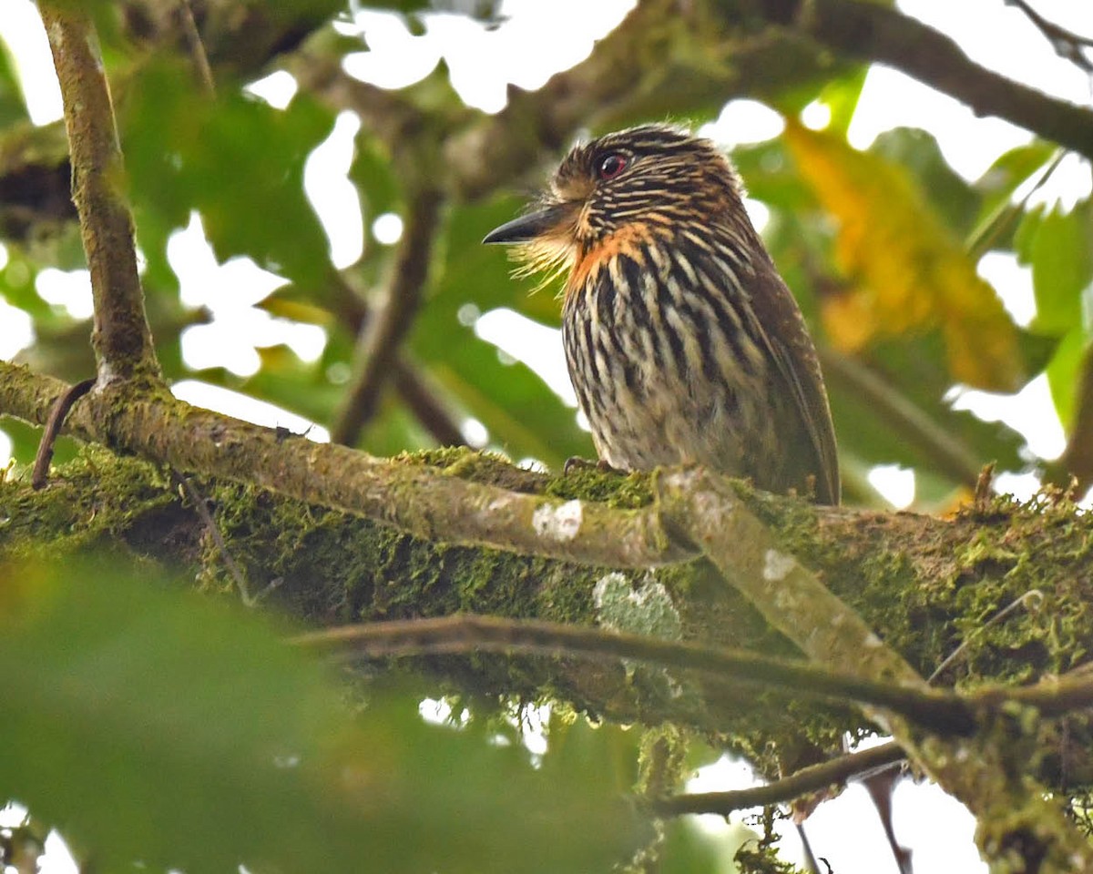 Black-streaked Puffbird - Tini & Jacob Wijpkema