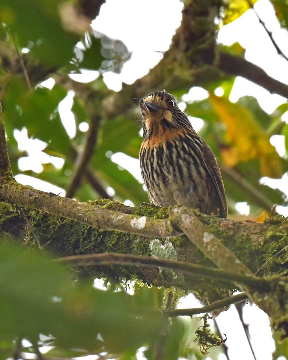 Black-streaked Puffbird - ML477907031