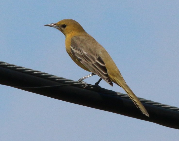 Hooded Oriole - Lance Benner