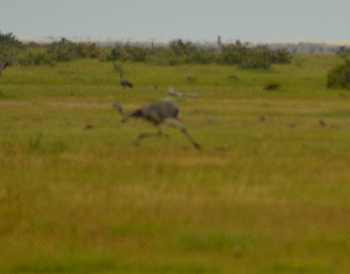 Greater Rhea - Nícolas Figueiredo