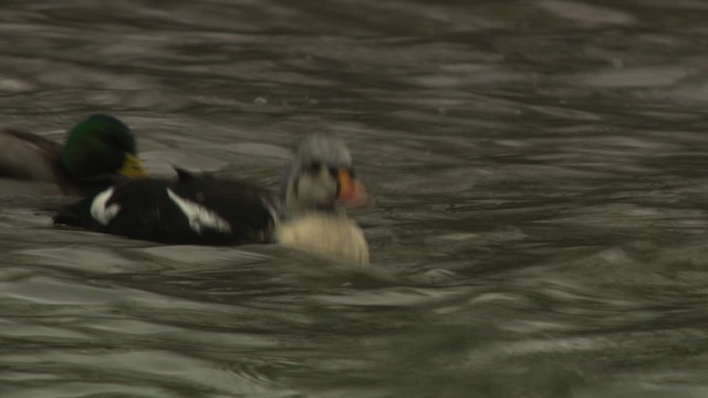 King Eider - ML477908