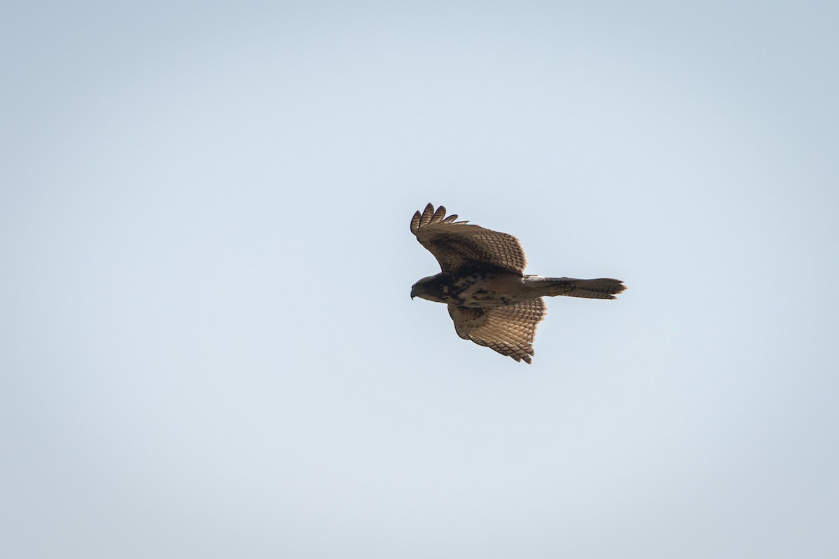 Harris's Hawk (Bay-winged) - Ariel Cabrera Foix