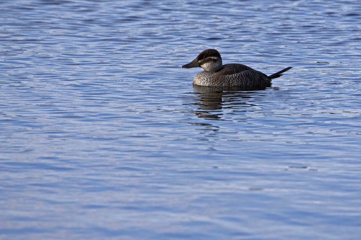 Lake Duck - ML477908251