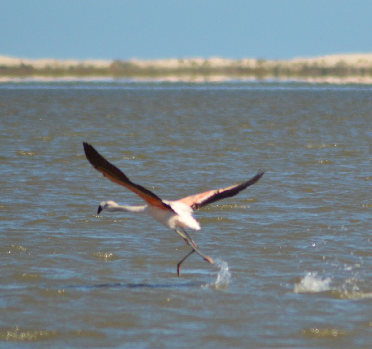 Chilean Flamingo - ML477908501