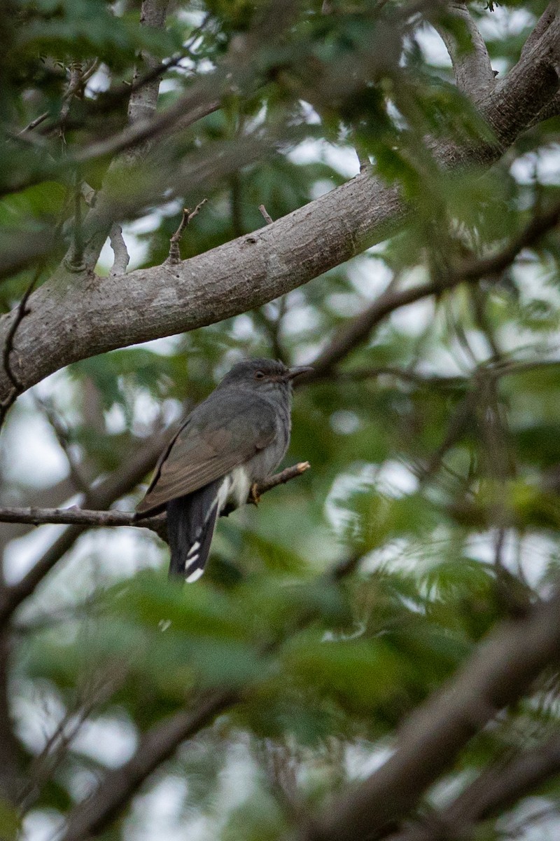 Gray-bellied Cuckoo - ML477908921