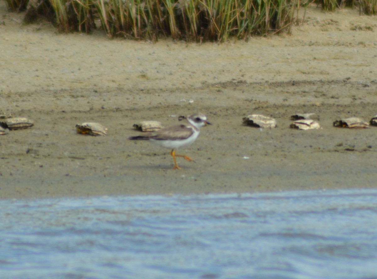 Semipalmated Plover - Nícolas Figueiredo