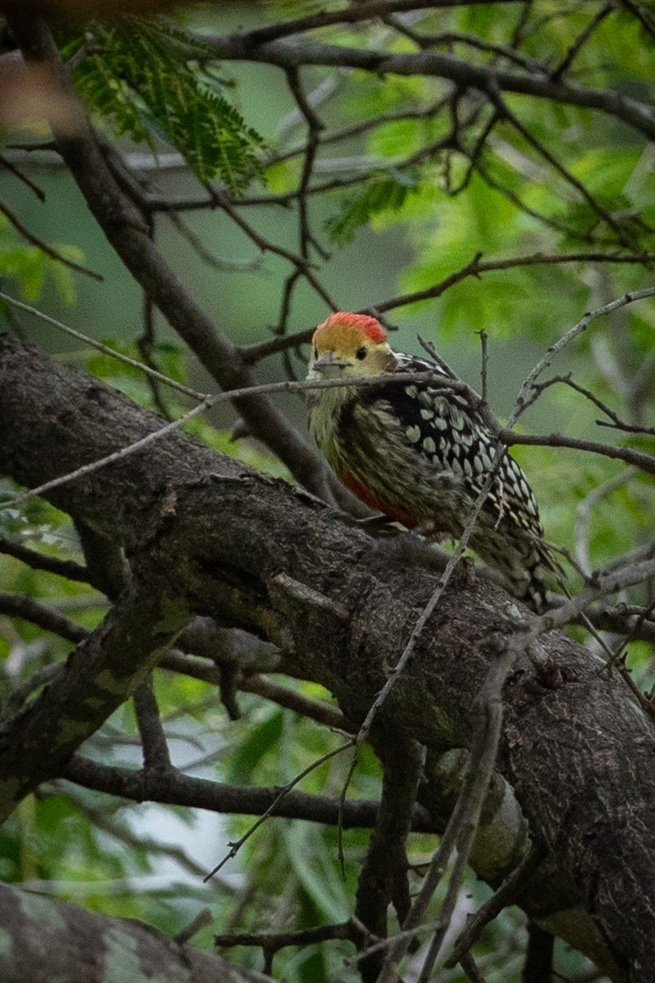 Yellow-crowned Woodpecker - ML477908981