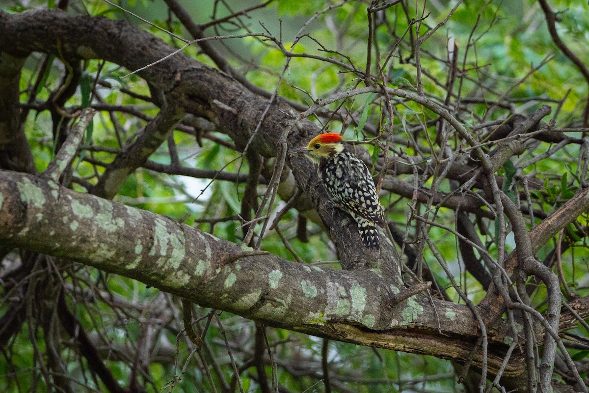 Yellow-crowned Woodpecker - ML477908991