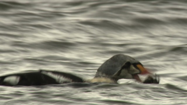 King Eider - ML477909