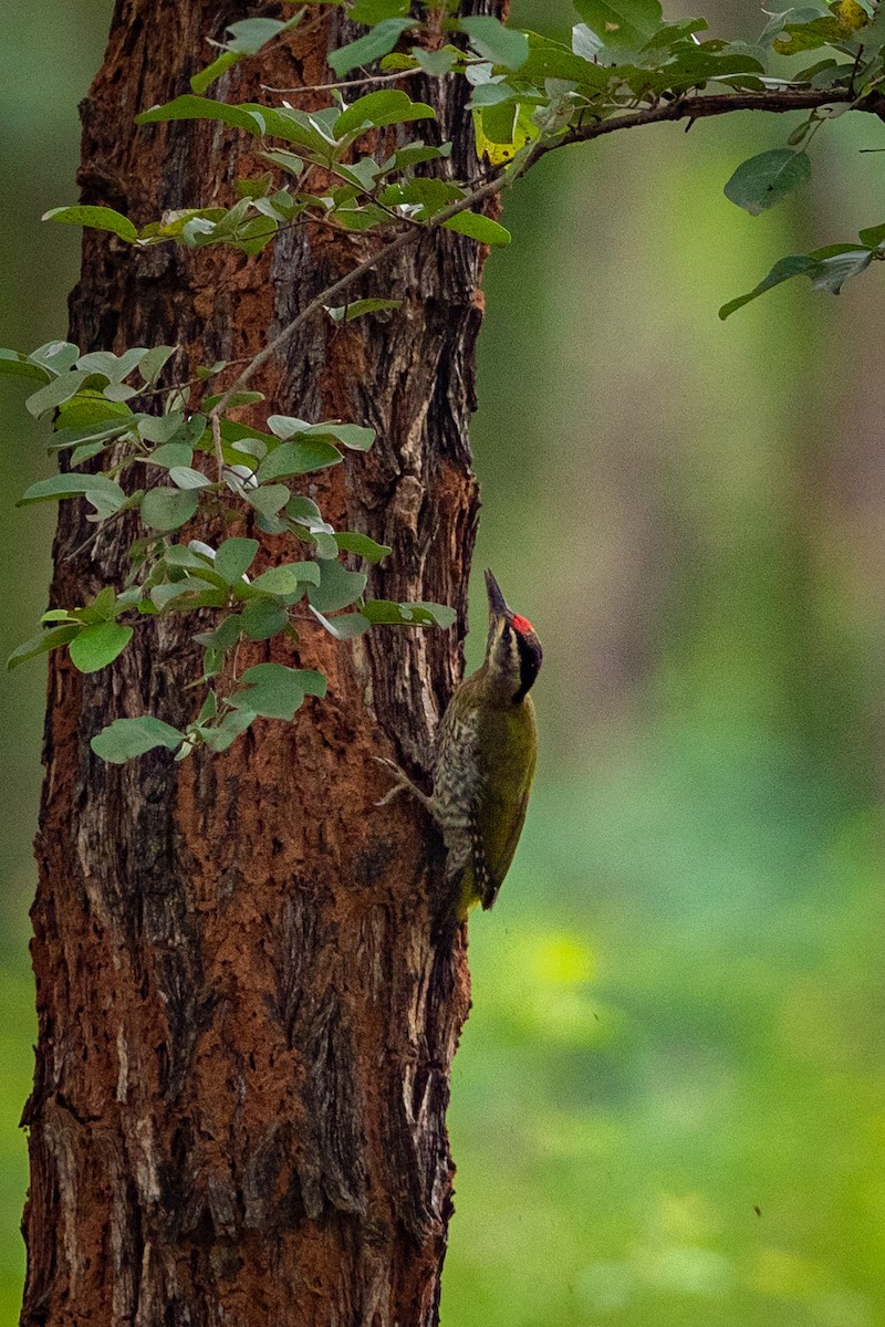 Streak-throated Woodpecker - ML477909021