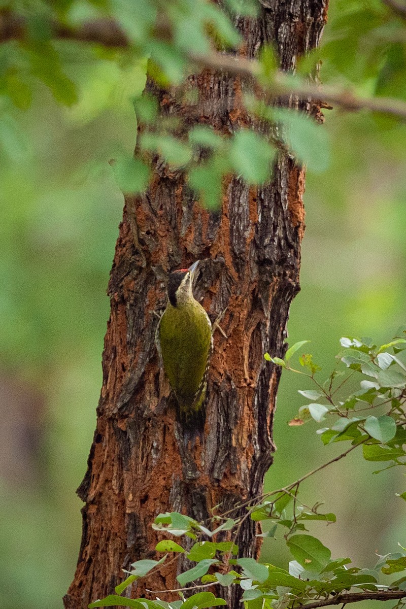 Streak-throated Woodpecker - ML477909031