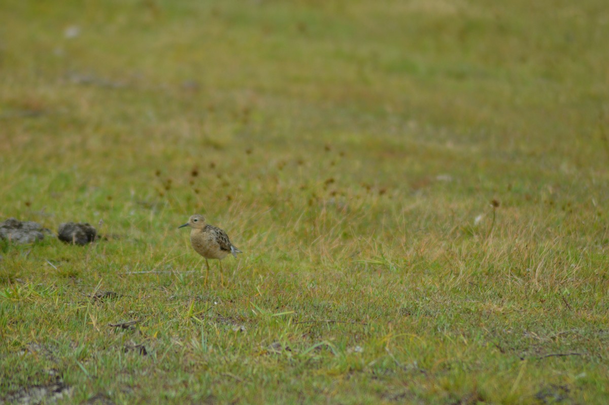 Graubrust-Strandläufer - ML477909081