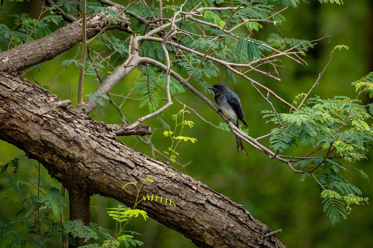 White-bellied Drongo - ML477909121