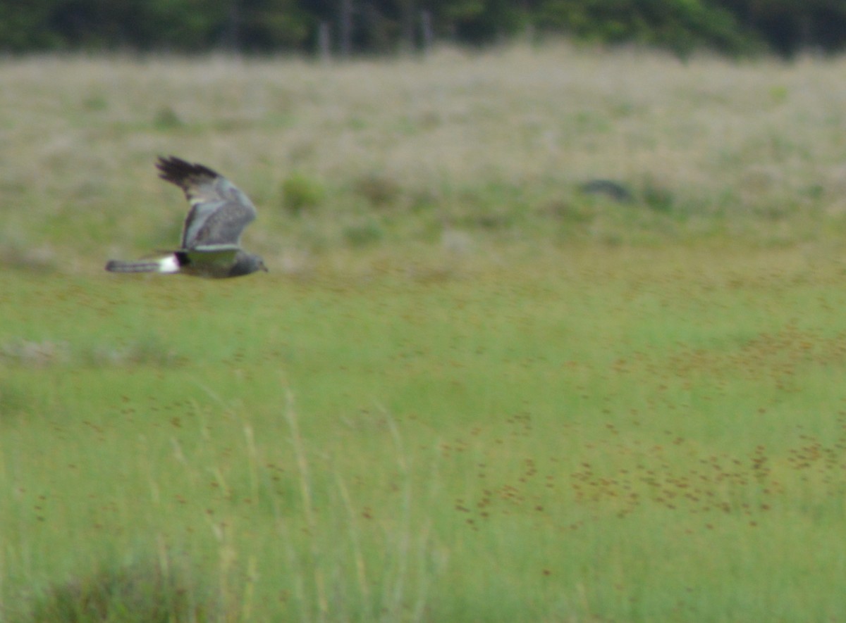 Cinereous Harrier - ML477909271