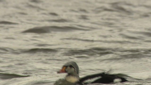 King Eider - ML477910