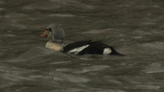 King Eider - ML477911