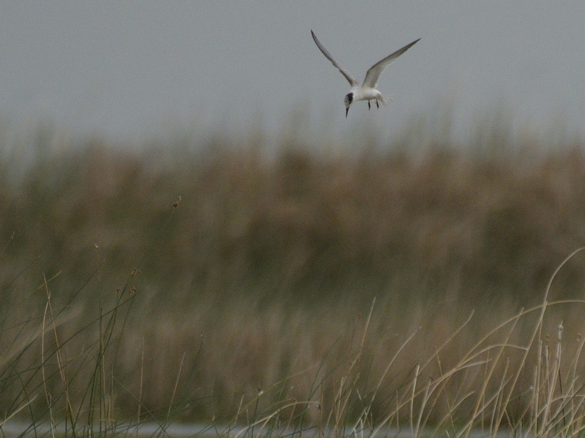 Little Tern - ML477911981