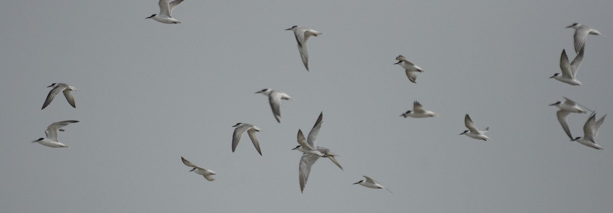 Little Tern - ML477911991