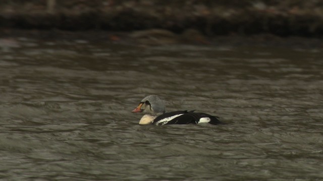 King Eider - ML477912