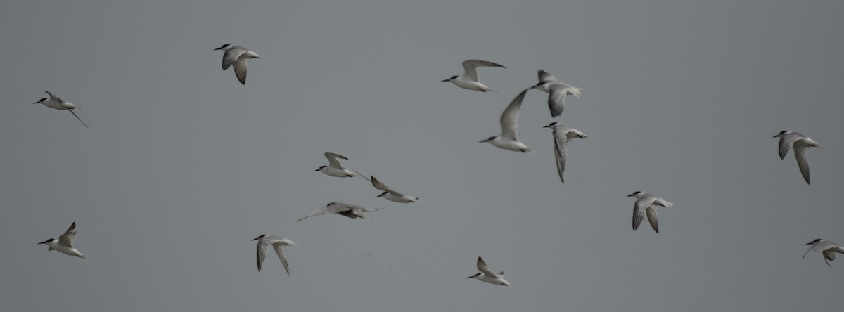 Little Tern - ML477912001