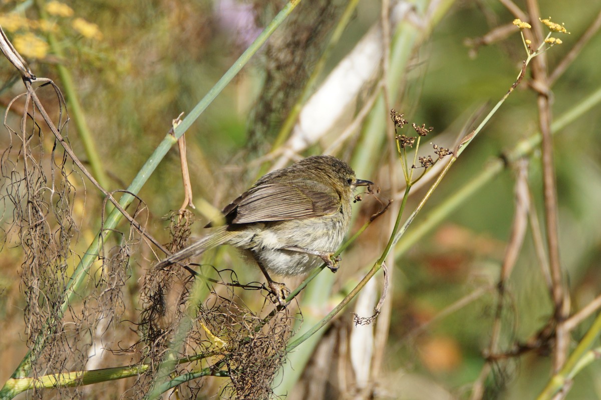 Canary Islands Chiffchaff - ML477912091