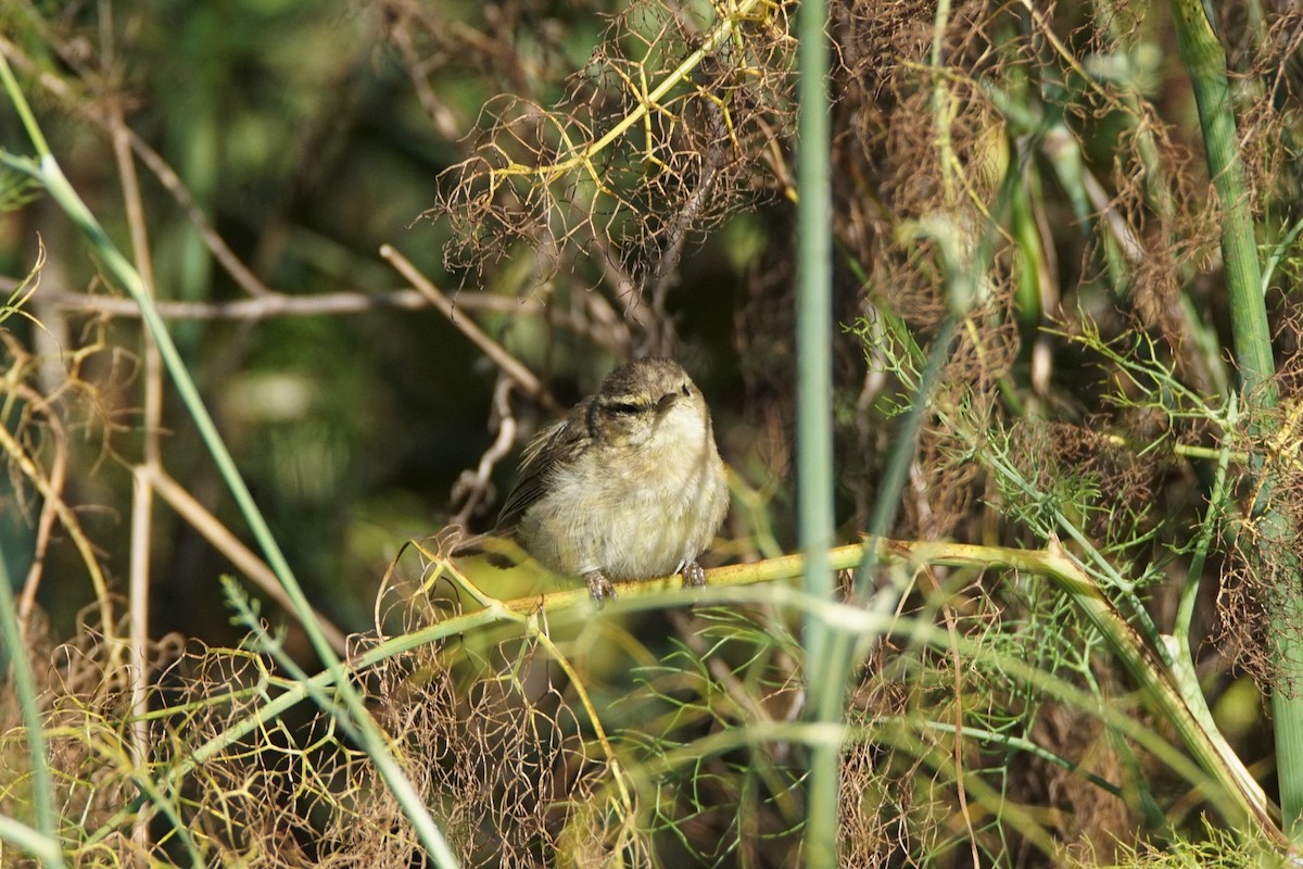 Mosquitero Canario - ML477912111