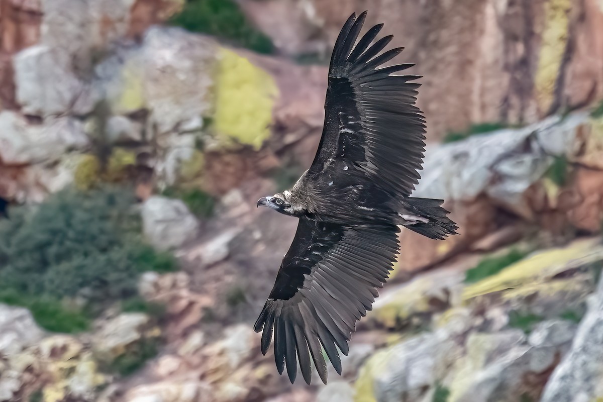 Cinereous Vulture - Giuseppe Citino