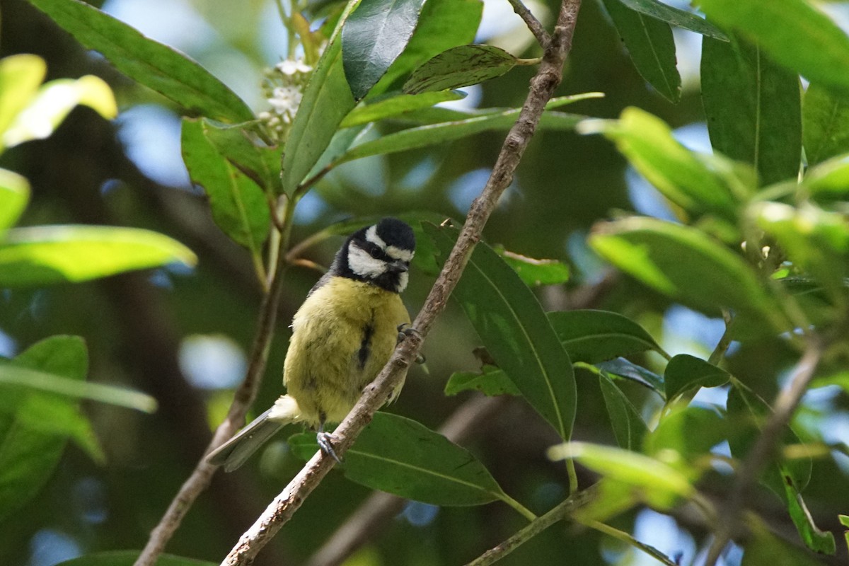 African Blue Tit - ML477912741