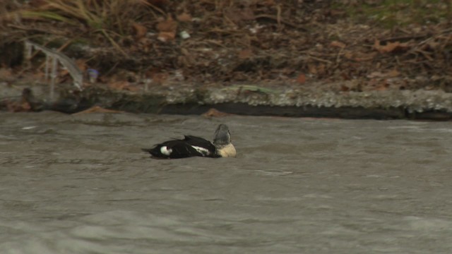 King Eider - ML477913