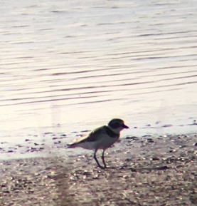 Semipalmated Plover - ML477914041