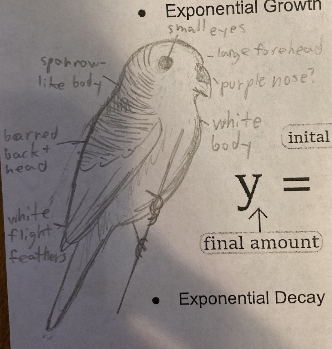 Волнистый попугайчик (Одомашенного вида) - ML477914261