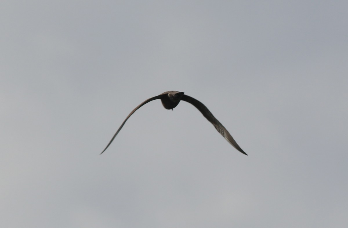 Long-tailed Jaeger - ML477914541