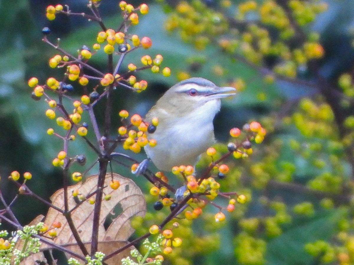 Red-eyed Vireo - Thomas Schultz