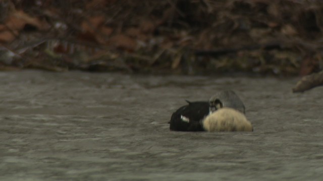 King Eider - ML477915