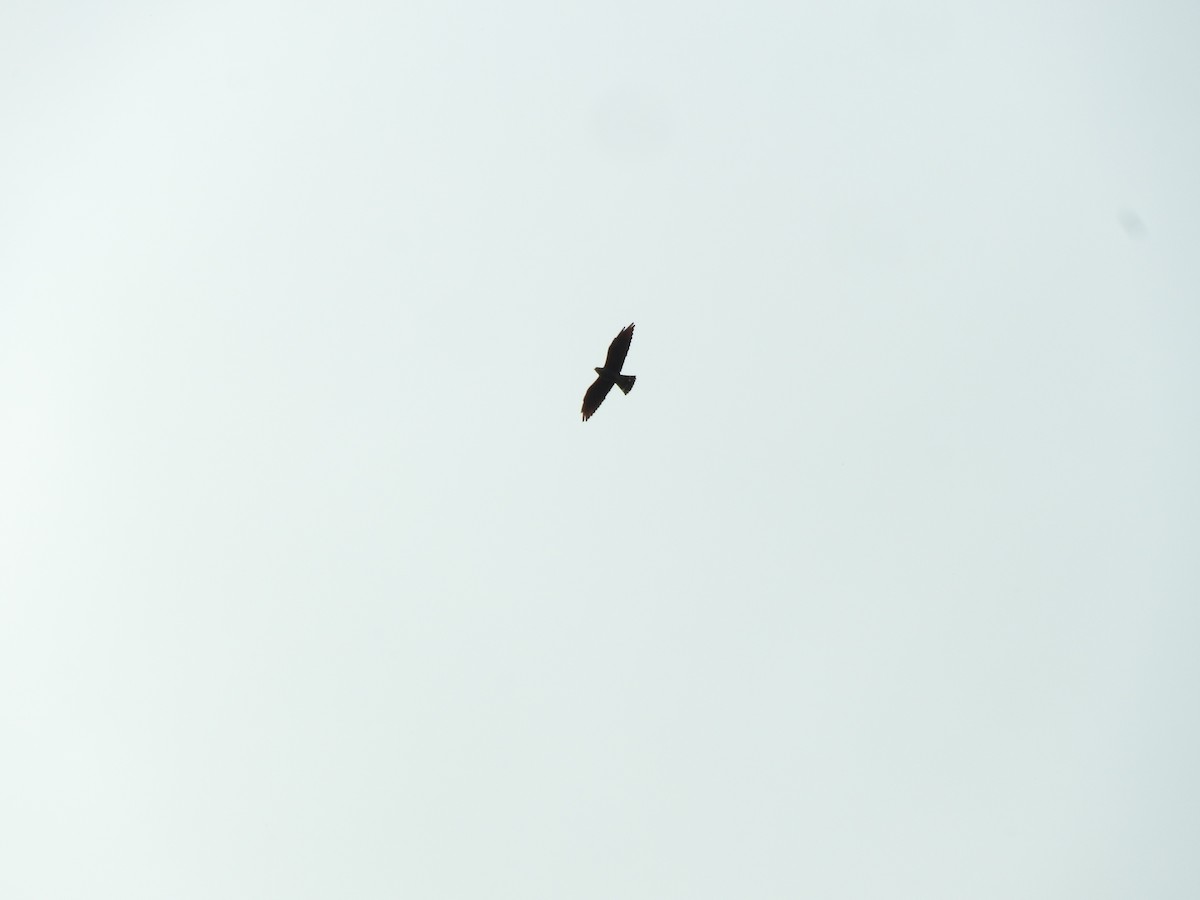 Plumbeous Kite - Agustin Carrasco