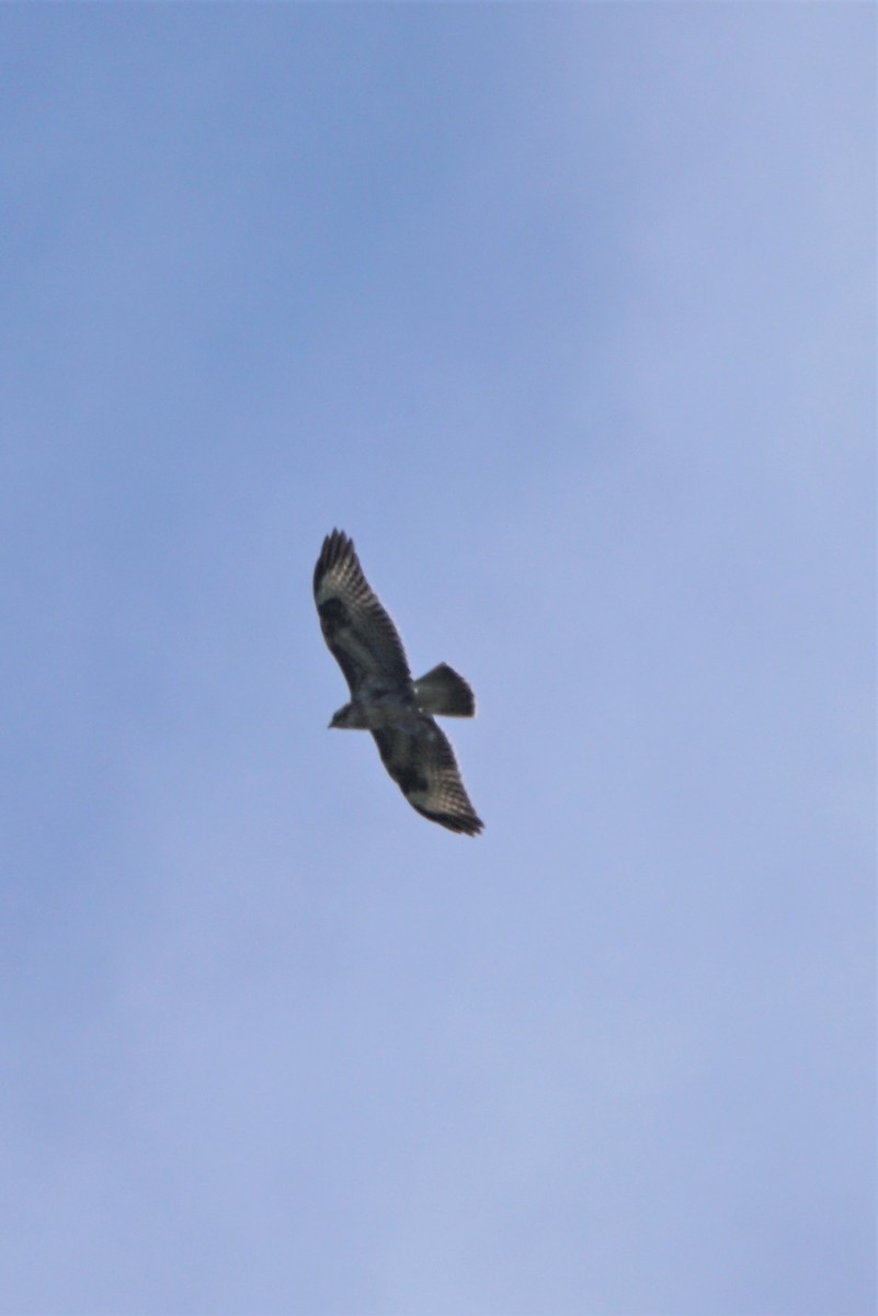 Common Buzzard (Canary Is.) - ML477915761