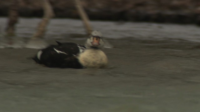 King Eider - ML477916