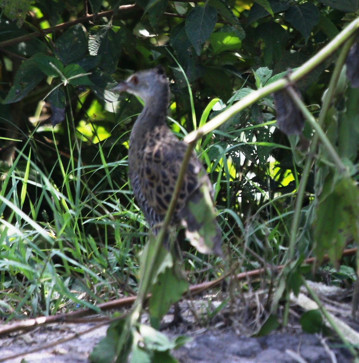 African Crake - ML477916721