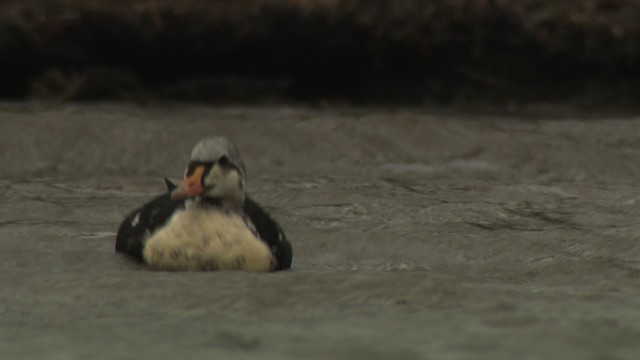 King Eider - ML477917