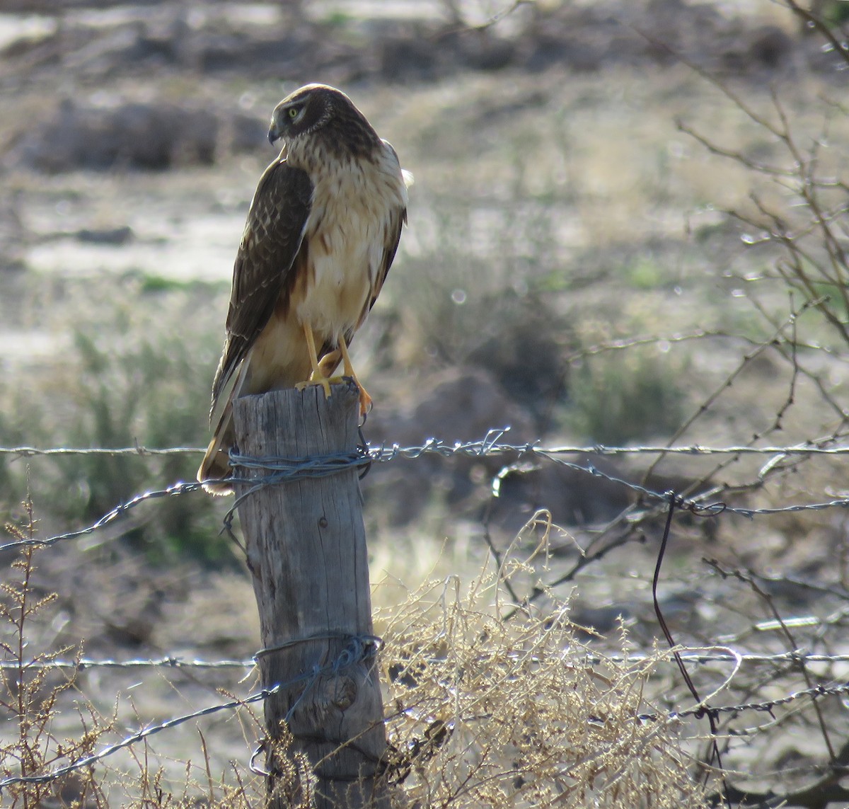 Northern Harrier - ML47791731